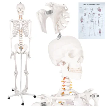 Human Skeleton Anatomical Model Glimz, 170 cm, 1:1 Scale, with Stand