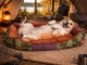 Plush Dog Bed Sofa for Medium Dogs Comfortable Fluffy Pet Lounger with Removable Pillow