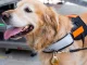 LED Light Pendant for Dog and Cat Collars, Orange