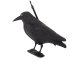 Bird Deterrent, Crow Dummy, Figure, 40 cm