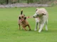 Dog Rope Toy with Loop, 40 cm