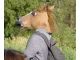 Latex Horse Head Mask for Costume Parties and Halloween, brown