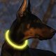 Purlov LED Pet Collar, Adjustable, Yellow