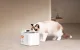 Petkit Eversweet Max 2 Wireless Pet Water Fountain, 3 L