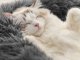 Soft Calming Donut Pet Bed for Dogs and Cats 50 cm, Dark Grey