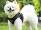 Black Harness with Leash for Dogs and Cats, Size S