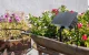 RainPoint ITP138SP+DIK10 Solar Drip Irrigation Kit