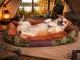 Soft Rectangular Dog Bed, 70 x 55 cm