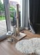 Cat Sisal Scratching Post, 100 cm - Beige/Gray