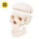 4FIZJO Human Skull Anatomical Model 1:1 Scale