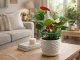 Round Plant and Flower Support, 24 cm, Green