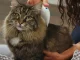 Electric Flea Comb for Dogs and Cats