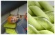 Flextail Tiny Pillow Inflatable Camping Pillow, 38.5 x 25.5 cm, Green