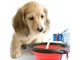Foldable Silicone Pet Travel Bowl for Dogs and Cats 800ml, Red