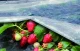 Crop Cover Fleece ORTOCLIMA 17 g/m², 1.60 x 5 m, White