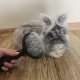 Self Cleaning Pet Comb Dog Cat Rabbit Puppy Massage Brush Tool