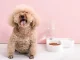 2-in-1 Double Bowl for Dogs and Cats with 500 ml Water Dispenser