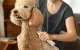 Pet Grooming Clipper Oneisall RK-034 4h Battery