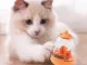 Interactive Dog Toy with Treat Dispenser, Mixed Colors