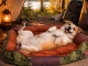 Plush Dog Bed Sofa for Medium Dogs Comfortable Fluffy Pet Lounger with Removable Pillow
