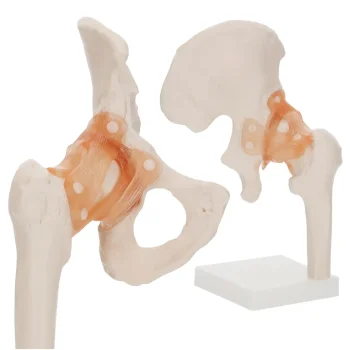 4Fizjo 1253 Anatomical Hip Joint Model with Ligaments, 1:1, White