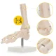 4Fizjo Ankle Joint and Foot Anatomical Model 1:1, White