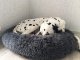 Plush Bed for Dogs and Cats, Dark Grey, 100 cm