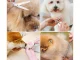 Cordless Pet Hair Clipper, Animal Grooming Kit with Accessories