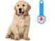 Rechargeable LED Dog Collar Light for Night Walking, USB Clip-On Safety Pendant