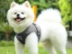 Soft Harness with Leash for Dogs and Cats, Reflective, Size S, Grey