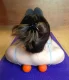 Massage Therapy Trigger Point Yoga Lacrosse Roller Balls Myofascial