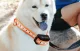 Electric bark collar Rojeco PD529 1000m, Black