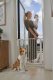 Safety gate for stairs and doors, adjustable 74–105 cm, steel, white, ECOTOYS