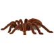 RC Tarantula Spider with Remote Control, Brown