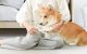 Pawbby Аппарат для Стрижки Волос Шерсти Животных ( Кот Собака и.т.д.) |...