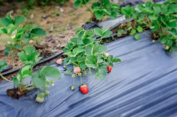 Weed Control Film for Strawberries with Holes 1.2 × 10 m, Black