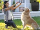 Dog Treat Pouch for Training and Walking, Black