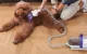 Pet Grooming Vacuum Kit Oneisall LM5 10000Pa