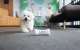 Interactive Dog Toy Cheerble Wickedbone