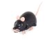 Vibrating Electric Mouse Interactive Cat Toy