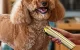 Pet Grooming Clipper Oneisall RK-034 4h Battery