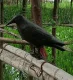 Plastic Raven Bird Repellent 38cm