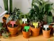 Labels for seeds and plants 50 pcs., Different colors