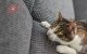 Smart Laser for Dogs and Cats Petoneer Smart Dot