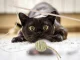 Interactive Cat Wand Toy with Rattle Ball for Indoor Cats