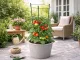 Plant Support Ring 90 cm with 3 Adjustable Rings, Green