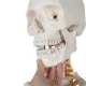Anatomical model of the human skeleton 170 cm, on a stand