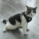 Reflective No-Pull Harness for Dogs and Cats Size S, Black