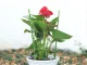 Round Ring Plant and Flower Support, 60 cm, Green