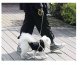 Purlov Retractable Dog Leash, 5m / 15kg, Black/Yellow